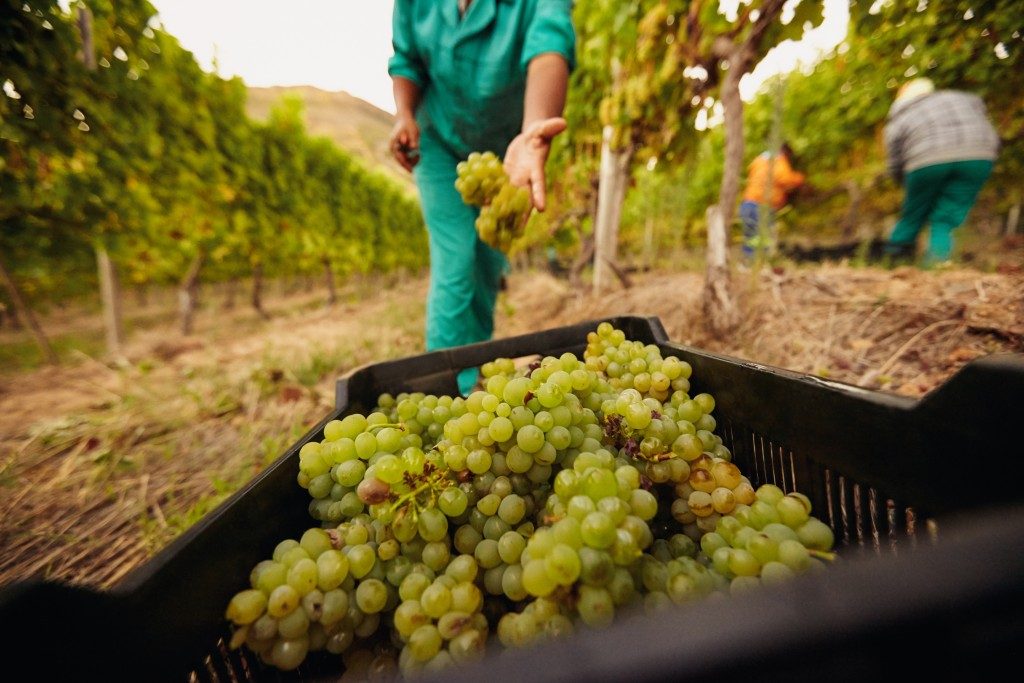 Worker filling grapes in vineyard